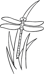 She is always hungry and tireless. Free Printable Dragonfly Coloring Pages For Kids