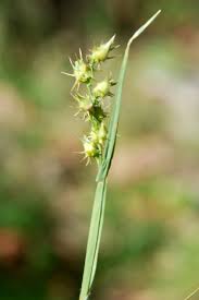 Image result for Cenchrus incertus