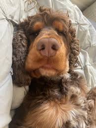 Hi I've recently bought my cocker spaniel puppy, he is 9 weeks old, I'm  having doubts that he's a working and not a show cocker spaniel, I'm very  new to this breed