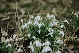 They decorate the houses with autumn's fruits and flowers and eat traditional american food: A Guide To Sustainable Seasonal Wedding Flowers February Danish Island Weddings