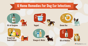 6 Home Remedies For Dog Ear Infections And How To Prevent Them Chattersource