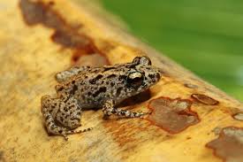 Image result for Afrosolen setifolius