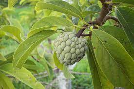 Here are a few of the vegetables and fruits that have challenged. 10 Strange Fruits Where To Find Them Cover More Australia
