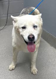 How to rehome a heeler in the NOVA/MD/DC area?