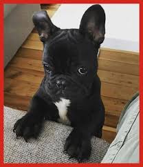 Is it worth getting a french bulldog? French Bulldog Cost The Hidden Cost Of Cuteness Blue French Bulldog Puppy Blue French B French Bulldog Puppies Bulldog Puppies Dog Training