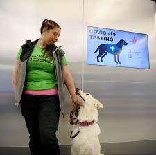 All dog breeds list which originated in finland. Helsinki Airport Uses Dogs To Sniff Out Coronavirus The New York Times