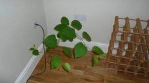 Reduced waste by accurately identifying the knotweed rhizome (roots) in the ground during excavation we only remove the relevant areas containing knotweed. Everything You Need To Know About Japanese Knotweed Dengarden