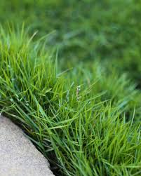 Image result for Ozoroa bredoi