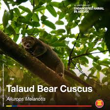 The favorable climatic conditions of the country ensure the survival of these species. Asean On Twitter Talaud Bear Cuscus Ailurops Melanotis Is One Of The Critically Endangered Animals In Asean Native To Indonesia The Species Can Be Found In The Talaud Sangihe Archipelago To The North