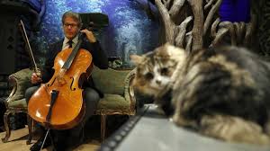 Music For Cats Tops Itunes Classical Music Chart