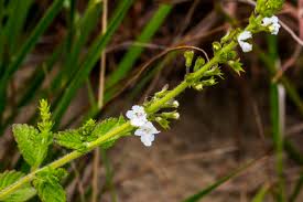 Image result for Endostemon obtusifolius