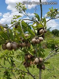 Image result for Manilkara