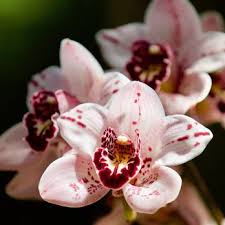 Most noteworthy, visit the home of the world famous san diego zoo. Top 10 Best Botanical Gardens Near Hillcrest San Diego Ca 92103 Last Updated August 2021 Yelp