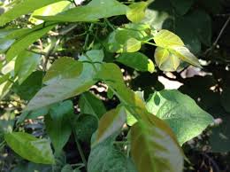 Image result for Millettia pinnata