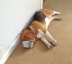 Oscar Sawyer On Instagram When Life Gives You Lemons Fall Asleep In Your Food Bowl Beagle Beaglelife Beaglesta Beagle Dog Beagle Puppy Baby Beagle
