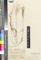 Image result for Panicum arcurameum