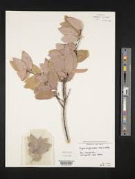 Image result for Cryptocarya liebertiana