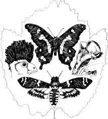 Image result for Kotschya aeschynomenoides