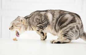 Cat Throwing Up Foam What You Need To Know All About Cats