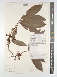 Image result for Brackenridgea zanguebarica