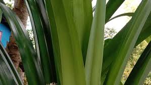 Buat memperoleh daun pandan terbaik, maka anda play on words perlu menanam bibit yang bagus dari anakan daun pandan. Daun Daun Yang Diburu Jelang Lebaran Klik Hijau