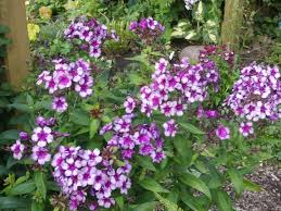 Pin Von Aija Vesterinen Auf Phlox Garten Pur Pflanzen Stauden