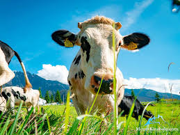 Home>attractions>kundasang>desa cattle dairy farm (admission ticket)>. Kinabalu Park With Rumah Terbalik Desa Cow Farm Tour Mount Kinabalu Mount Kinabalu