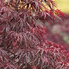 See full list on thetreecenter.com How To Select The Right Japanese Maple