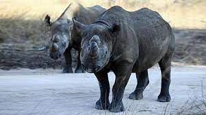 وبينما تفوق كتلة بعض الثقوب السوداء كتلة الشمس مليون مرة، فإن ثقب «وحيد القرن» قدر العلماء أن كتلته تبلغ فقط ثلاثة أضعاف كتلة شمسنا، وهي صغيرة بالنسبة للثقوب السوداء، وتم العثور على عدد قليل جداً بهذه الكتلة في الكون، وهذا الثقب الأسود قريب من الأرض، إذ إنه يبعد عنها 1500. ÙˆØ­ÙŠØ¯ Ø§Ù„Ù‚Ø±Ù† Ø§Ù„Ø£Ø³ÙˆØ¯ ÙŠØ¹ÙˆØ¯ Ø¥Ù„Ù‰ ØªØ´Ø§Ø¯ Ø¨Ø¹Ø¯ ØºÙŠØ§Ø¨ 5 Ø¹Ù‚ÙˆØ¯ Ø§Ù„Ø´Ø±Ù‚ Ø§Ù„Ø£ÙˆØ³Ø·