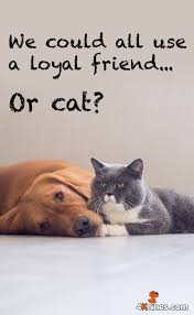 Check spelling or type a new query. Cats Are Our Best Friend Too Dog Quotes Funny Dog Best Friend Quotes Dog Quotes
