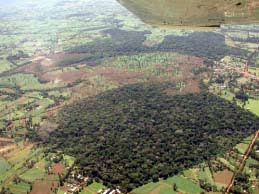 Image result for Dissotis anchietae