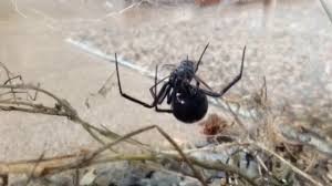 While black widow spider bites are not typically fatal, it is always a good idea to error on the side of caution. Black Widow Spider Eating A Fly Spiders Are Cool Youtube