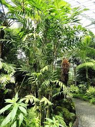 Image result for Chamaedorea radicalis