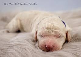 I wanted to share it with everyone. Peaches Litter S Newborn Pics Le Harrell S Standard Poodles Facebook