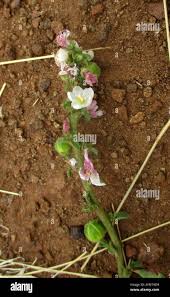 Image result for Hibiscus micranthus