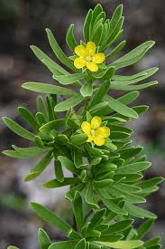 Image result for Suriana maritima