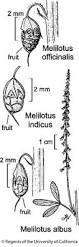 Image result for Melilotus indicus