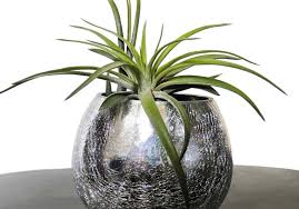Air plants just about the coolest and most versatile indoor plants you can adopt. 15 Types Of Air Plants To Brighten Up Your Home Morflora