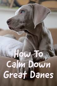 Most dogs are going to start calming down at around six to nine months of age. How To Get Great Danes To Calm Down 6 Practical Tips