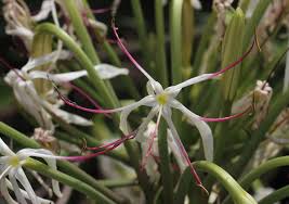 Image result for Crinum asiaticum