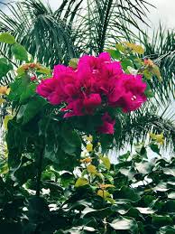Flowers Flowers Plants Photography