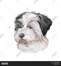 Yorkie shih tzu poodle mix black and white. Shih Poo Puppy Cross Image Photo Free Trial Bigstock