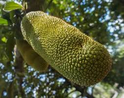 Image result for Salacia madagascariensis