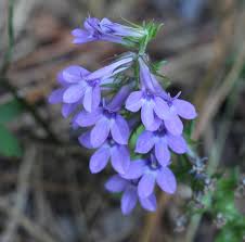Image result for lobelia