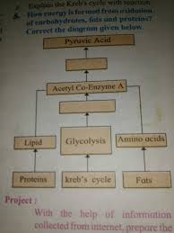 They also prevent protein from being used as an energy source and enable fat metabolism, according to iowa state university. How Energy Is Formed From Oxidation Of Carbohydrates Fats And Proteins Correct The Diagram Given Brainly In