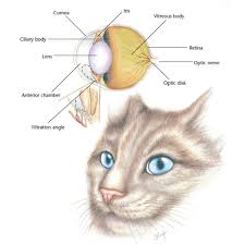 Unlike our finger and toe nails which grow from nail. 2021 Ultimate Veterinary Guide To Cat Anatomy With Images Vetcheck