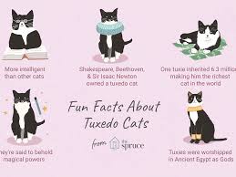 Or is it okay to sleep within certain parameters (such. 8 Fun Facts About Tuxedo Cats