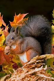 They Are Arround Me Every Where I Go Animals Autumn Animals Animals Beautiful