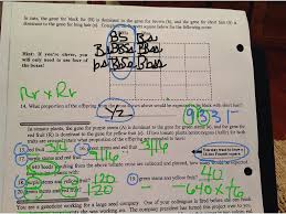 Dihybrid Cross Worksheet Science Biology Genetics Showme