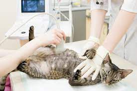 Die Trachtige Katze Anzeichen Nachweis Dauer Zooplus